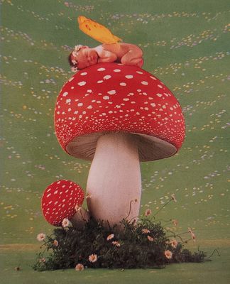 Ceaco Anne Geddes: Mushroom Butterfly - obrázek puzzlí