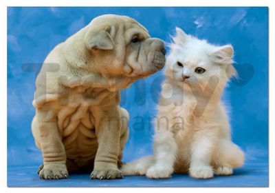 Educa Secrets - obrázek puzzlí