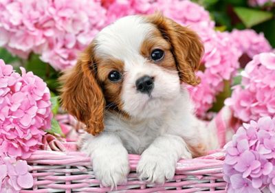 Castorland Pup in Pink Flowers - obrázek puzzlí