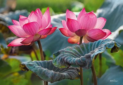 Cherry Pazzi Pink Lotus Flowers - obrázek puzzlí