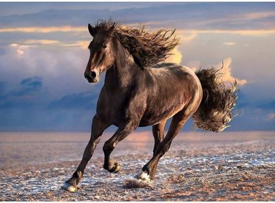 Clementoni Free Horse - image du puzzle