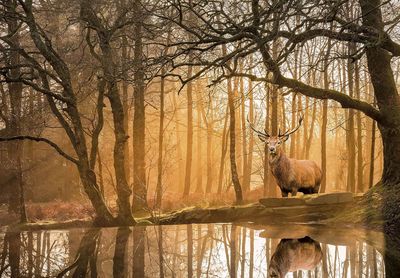 Clementoni Peace Puzzle: Rustling Silence - パズル画像