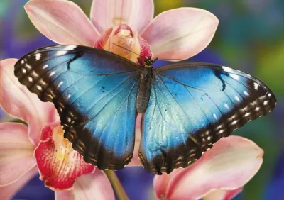 Dino Motýl - imagen del puzzle