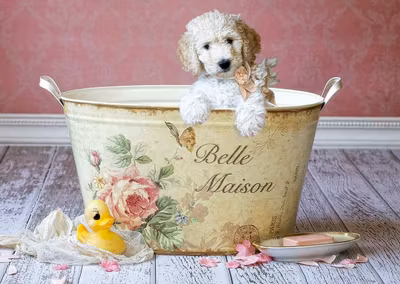 Educa Belle Maison - obrázek puzzlí