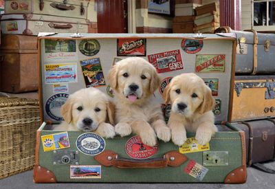 Educa Puppies in the Luggage - puzzle image