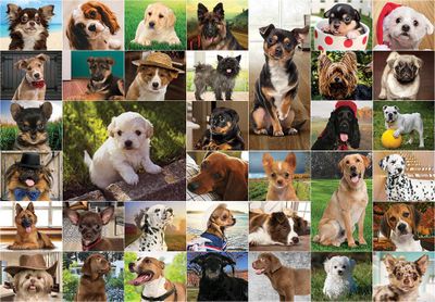 Funbox Dogs, Dogs, Dogs - image du puzzle