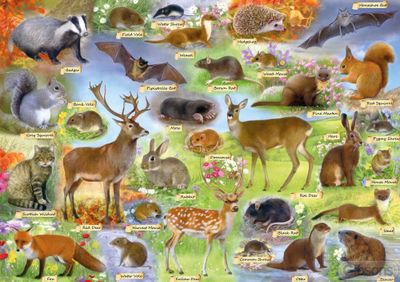 Gibsons British Wildlife - obrázek puzzlí