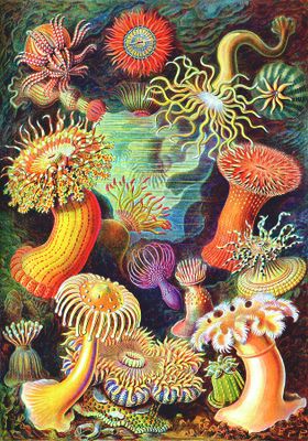 Good Loot Ernst Haeckel: Sea Anemones - obrázek puzzlí