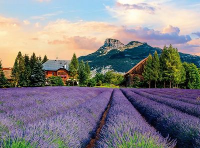 Grow Campos de Lavanda - obrázek puzzlí