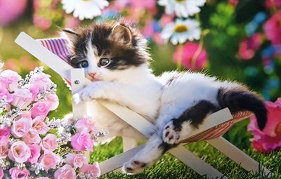 MB Puzzle Kitten in Deckchair - obrázek puzzlí