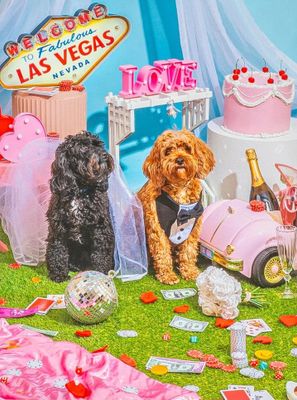 Pezel Puppy Love - obrázek puzzlí