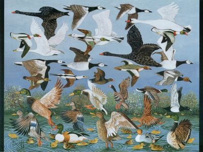 Pomegranate Taking Off - obrázek puzzlí