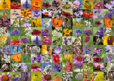 Ravensburger 99 Bees - puzzle image