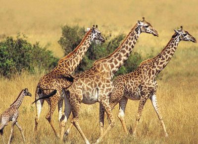 Ravensburger Animal Planet - Giraffes - obrázek puzzlí