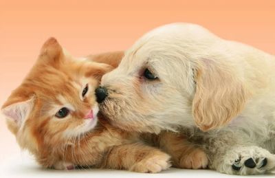 Ravensburger Big Kiss - obrázek puzzlí