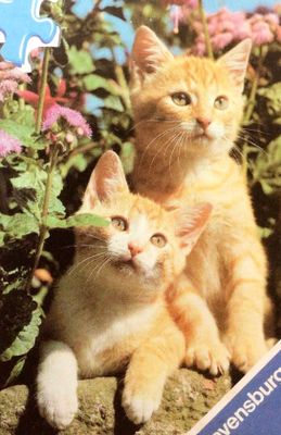 Ravensburger Cat Couple - obrázek puzzlí