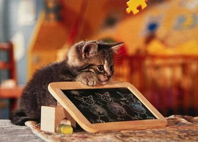 Ravensburger Classroom Kitten - Puzzlebild