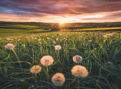 Ravensburger Dandelions At Sunset - puzzle image