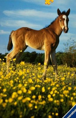 Ravensburger Foal in Buttercups - obrázek puzzlí
