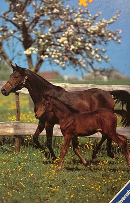 Ravensburger Horses in the Spring - obrázek puzzlí