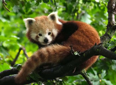 Ravensburger Cute Red Panda - obrázek puzzlí