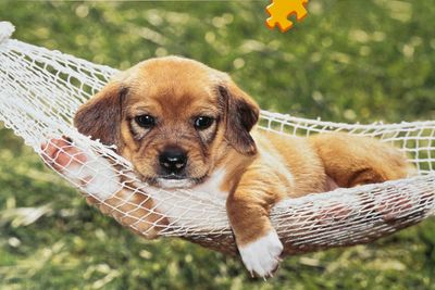 Ravensburger Relax! - obrázek puzzlí