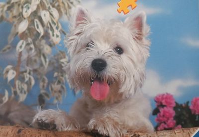 Ravensburger West Highland White Terrier - Puzzlebild