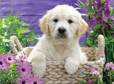 Ravensburger Sweet Golden Retriever - obrázek puzzlí