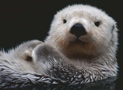 Ravensburger Adorable Little Otter - puzzle image