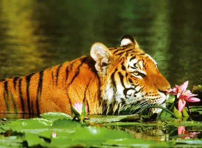 Ravensburger Tiger Lily - puzzle image