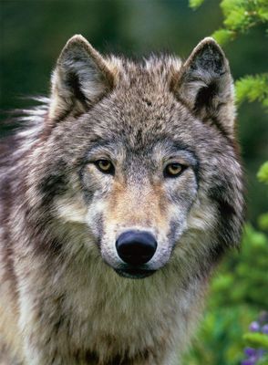 Ravensburger Wolf Portrait - puzzle image