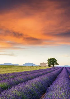 Schmidt Field of Lavender, Provence - obrázek puzzlí