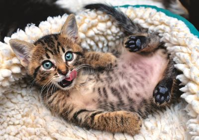 Trefl Cheerful Kitten - Puzzlebild