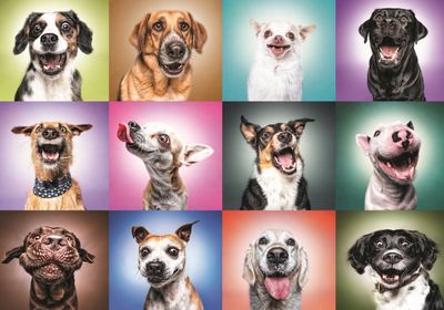 Trefl Funny Dogs Faces - obrázek puzzlí