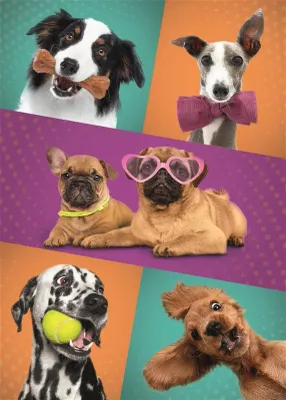 Trefl Funny Dogs - obrázek puzzlí