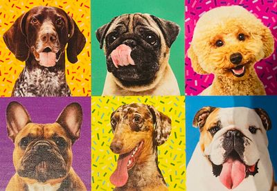 Trefl Puppies 3v1 (limited edition) - obrázek puzzlí