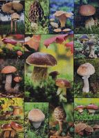 Dino Houby - puzzle image