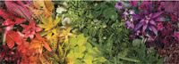 Galison Plant Life - obrázek puzzlí