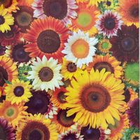 Galison Sunflower Blooms - puzzle image