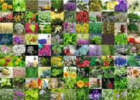 Ravensburger 99 Herbs & Spices - obrázek puzzlí