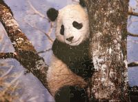 Puzzle World Panda - Puzzlebild