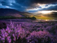 New York Puzzle Company Heathered Highland Glen - obrázek puzzlí