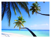 Ravensburger Palms on the beach - obrázek puzzlí