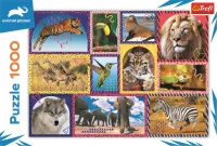 Trefl Animal Planet: Divoká příroda - obrázek puzzlí