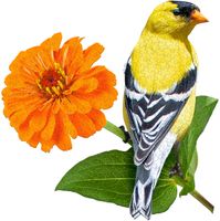 Madd Capp I Am Goldfinch - imagen del puzzle