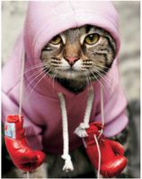 Ceaco Boxer Cat - puzzle image