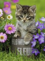 Ravensburger Kitten among the flowers - obrázek puzzlí