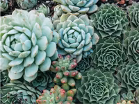 Galison Succulent Garden Double-Sided - puzzle image