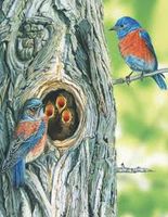 New York Puzzle Company Western Bluebird - puzzle image
