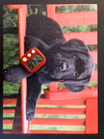Clementoni The Black Dog - obrázek puzzlí